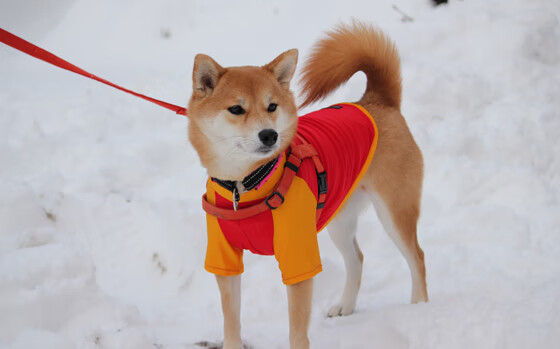 意大利女子4x100米混合泳接力队获得银牌，女子4x200m混合泳接力决赛
