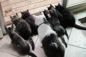 开云网页-从观众角度：最期待的比赛场景，比赛中观众的作用