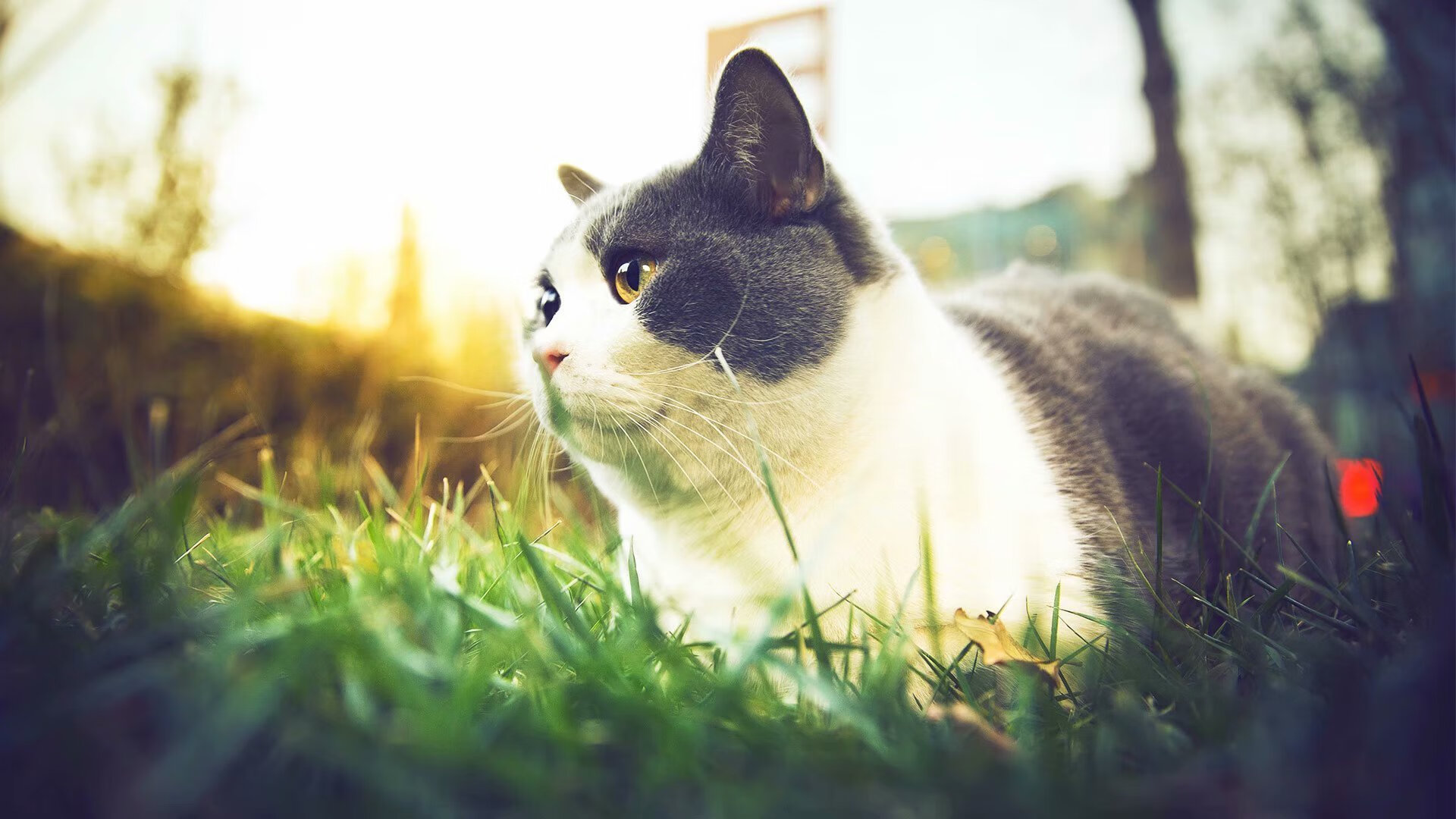 德甲策略革新，精彩瞬间频繁，比赛精彩绝伦，德甲解析